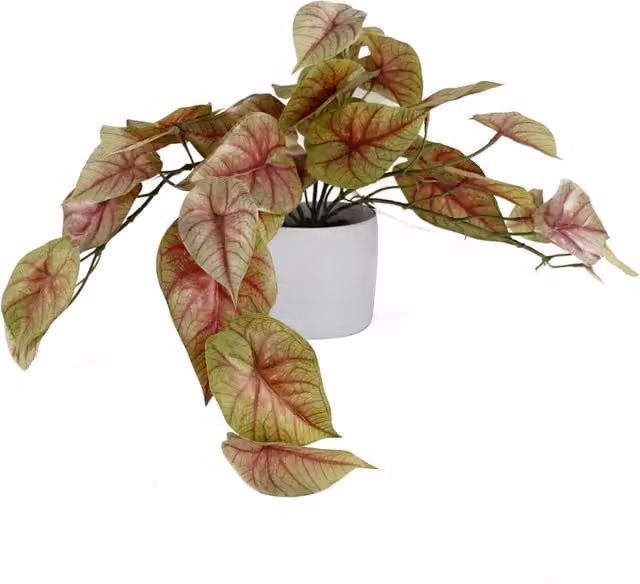 Artificial Pink, White and Green Caladium Potted Trailing Plant