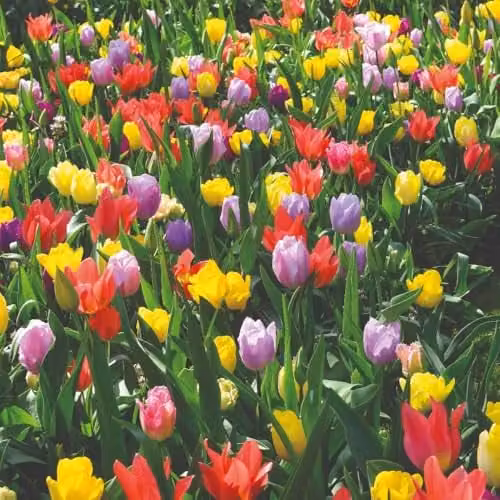 Thompson & Morgan Tulip Full Border Mix Multicolour Bulbs, 96 Bulbs