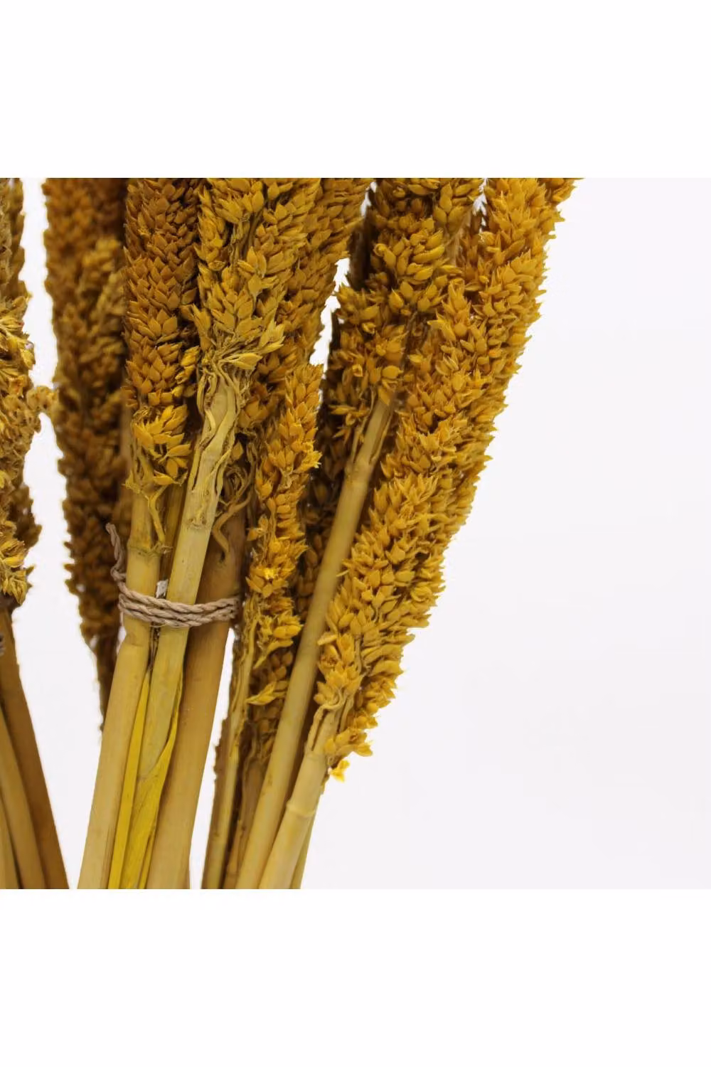 KDMD Vibrant Cantal Grass Bunch Dried Floral Decor in Yellow, Height: 50 cm – 3