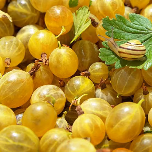 Thompson & Morgan Hinnonmaki Yellow Gooseberry Bare Root Plant
