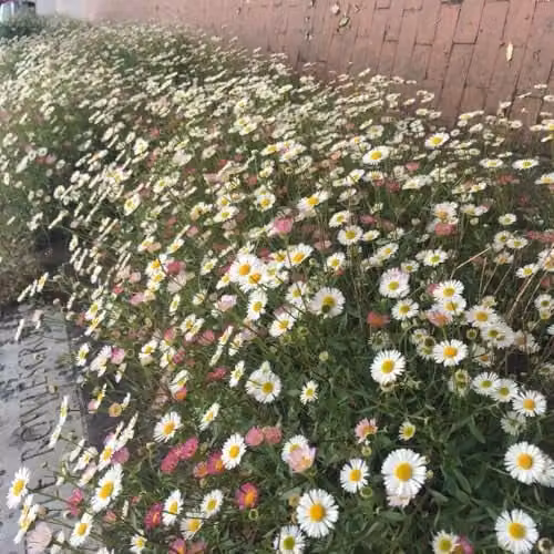 Thompson & Morgan Erigeron karvinskianus Profusion Mexican Fleabane Perennial with White Multicolour Flowers, 2 Litre Pot