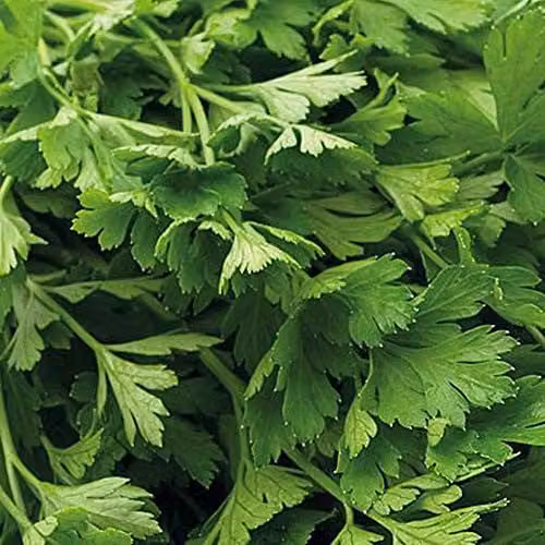 Thompson and Morgan Organic Flat Leaved Parsley Seeds, 700 Seeds