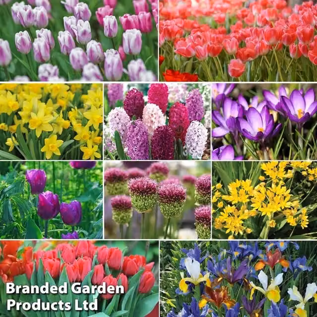 Thompson & Morgan Yellow Bulb Spring Saver Bundle with 148 Bulbs