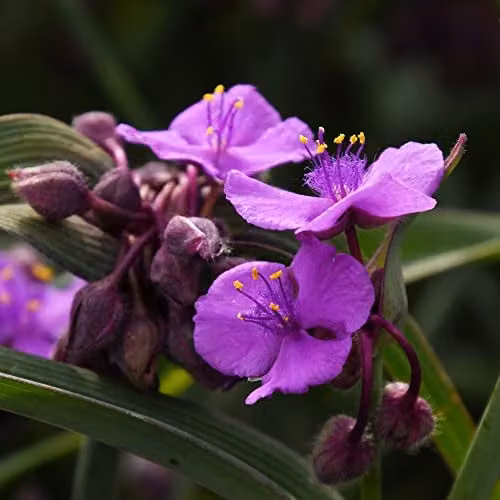 Thompson and Morgan Tradescantia Brain Storm Purple and Yellow Hardy Perennial Potted Plant, 1 x 9cm pot