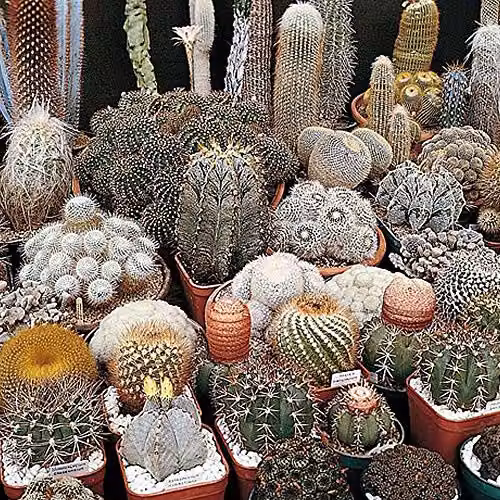 Thompson and Morgan Cactus Special Mix Seeds, 80 Seeds for Indoor Flowering Plants – 2