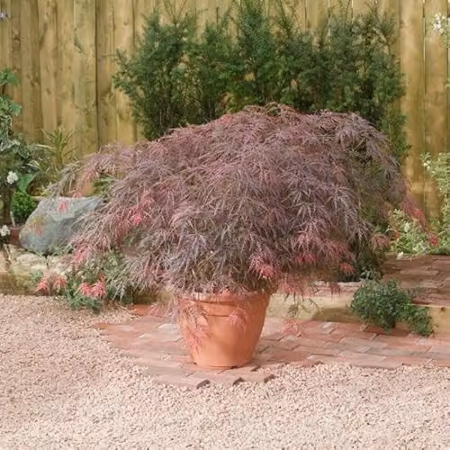 Thompson & Morgan Acer palmatum Dissectum Garnet Japanese Maple Tree with Deep Purple Lacy Foliage in a 7.5 Litre Pot