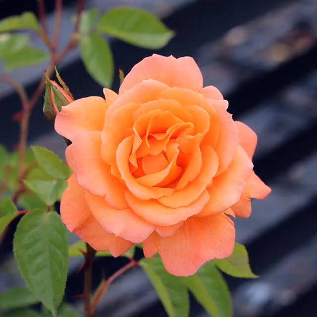 Plants By Post Rose Scent From Heaven Orange-Salmon Fragrant Climbing Rose in 5.5L Pot