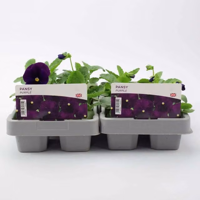 Plants by Post Purple Pansy Bedding Plants, 12 Pack