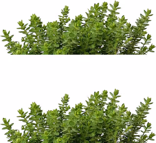 The Rose Press Garden Ornamental Shrub, Green, 17cm Pot
