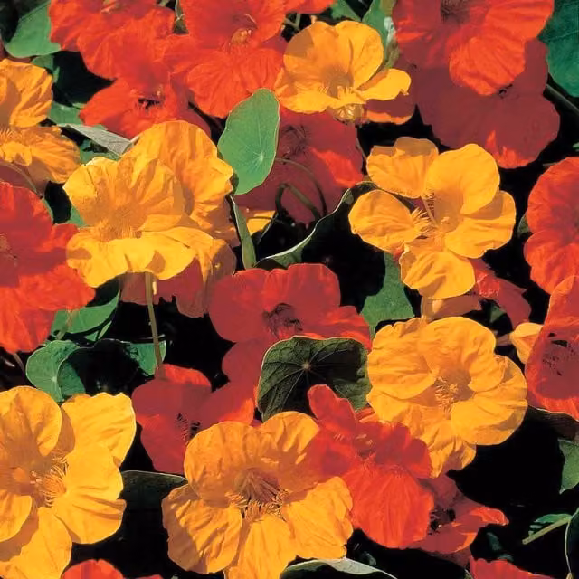 Unwins Burning Embers Nasturtium Flower Seeds, Orange