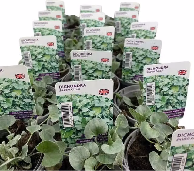 Plants by Post Dichondra Silver Falls Perennial Ground Cover Plants with Silvery-green Trailing Foliage, 3 x 9cm Pots