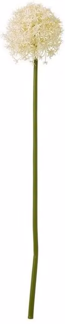 Lemon Pavilion Allium Single Stem Artificial Flower in Cream, Beige and Green, Plastic, W: 16 cm, D: 16 cm, H: 80 cm