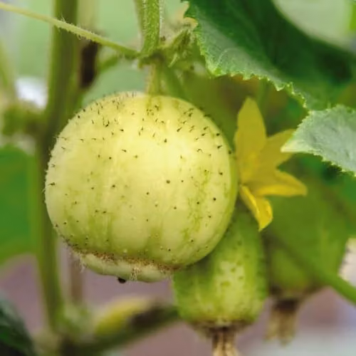 Thompson and Morgan Cucumber Crystal Apple Kew Vegetable Seed Collection, 30 Seeds