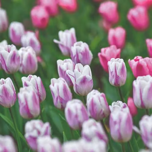 Thompson and Morgan Tulip Flaming Flag Bulbs, Creamy White and Purple Streaked Blooms, 8 Bulbs