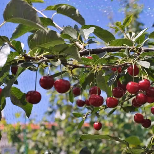 Thompson & Morgan Morello Cherry Bare Root Fruit Tree, Red – 1