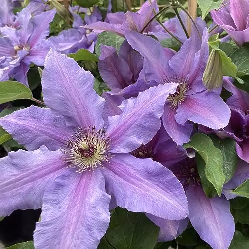 Thompson and Morgan Clematis Tumaini Purple Flowering Hardy Perennial Climber, 2 x 3 Litre Potted Plants – 2
