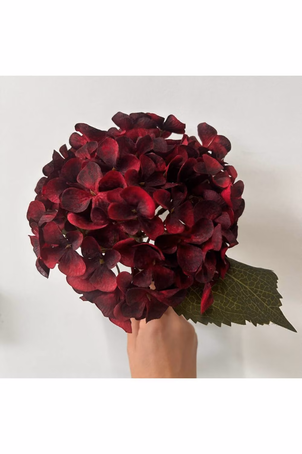 KDMD Balmoral Burgundy Red Hydrangea, 2 Pack, Height: 45 cm – 2