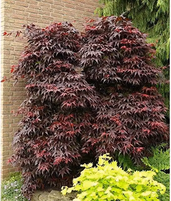 Direct Plants Japanese Acer Palmatum Bloodgood Ornamental Tree, Purple, 50-60cm, 5L Pot