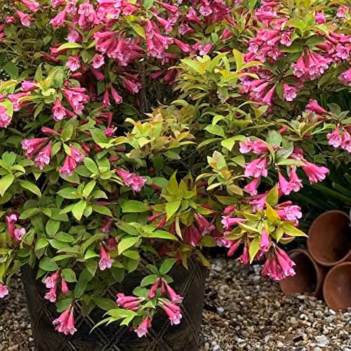 Thompson & Morgan Weigela Magic Carpet Dwarf Hardy Ornamental Shrub with Orange Foliage and Pink Blooms, 2 x 9cm Potted Plants – 3