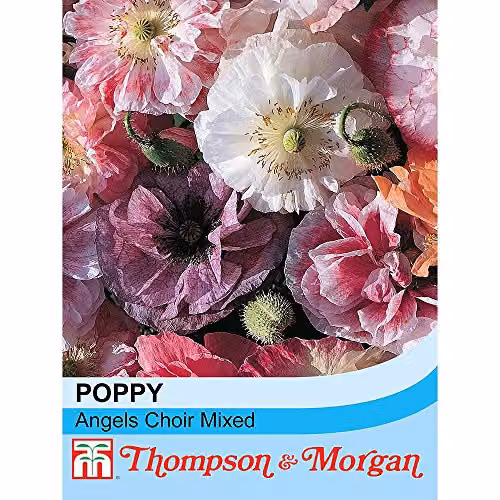 Thompson and Morgan Poppy Double Angels Choir Papaver rhoeas Hardy Annual Flower Seeds, 250 Seeds, Pink, Purple and Multicolour – 2