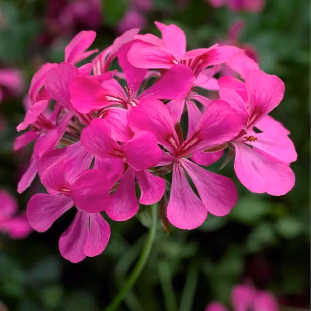 Plants By Post Geranium Super Cascade Rose Pink Trailing Perennial Plants, 3 x 9cm Pots