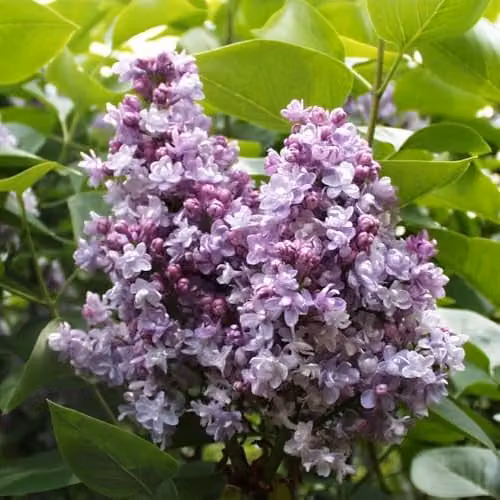 Thompson and Morgan Lilac Katherine Havemeyer Fragrant Double Lavender-Blue Ornamental Shrub, 2 x 9cm Pots
