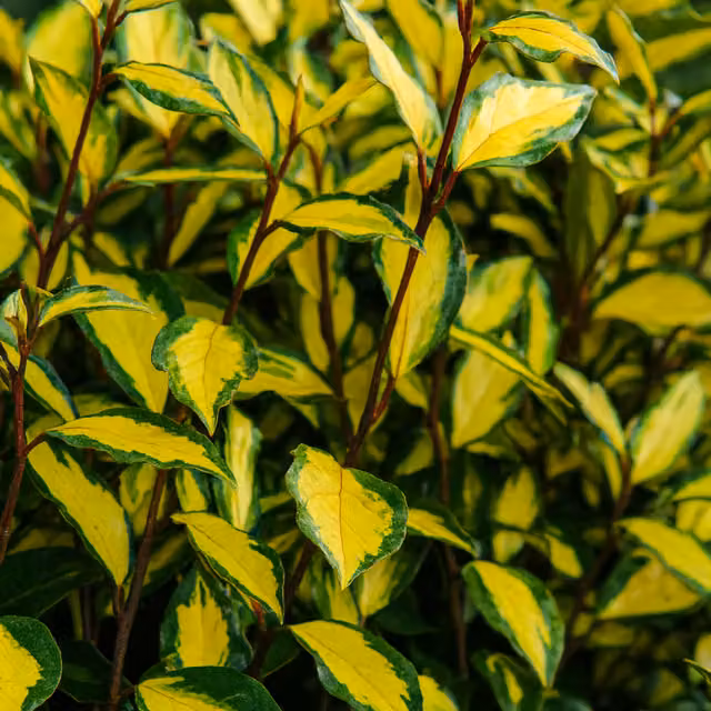 The Rose Press Garden Elaeagnus Ebbingei Maryline Gold Variegated Gold and Green Hedge Plant