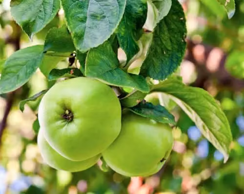 Direct Plants Greensleeves Apple Fruit Tree, 182.88 cm Tall, 12 Litre Pot