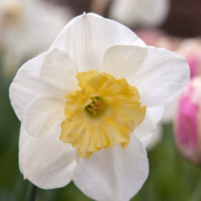 Plants By Post Pack of 10 Creamy White Daffodil Papillion Blanc Bulbs