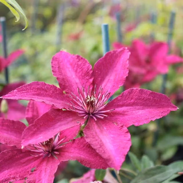Plants By Post Pink Clematis Ruutel Perennial Outdoor Climbing Plant