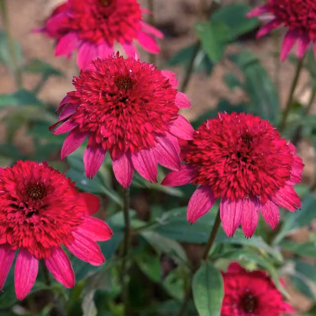 Marshalls Garden Echinacea Sunny Days Ruby Perennial Plant, 3-Pack, Red, 9cm