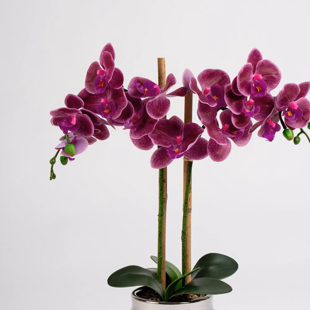 Scottish Everlastings Ltd Pink Orchid in a Silver Ceramic Pot, Height: 54 cm – 2