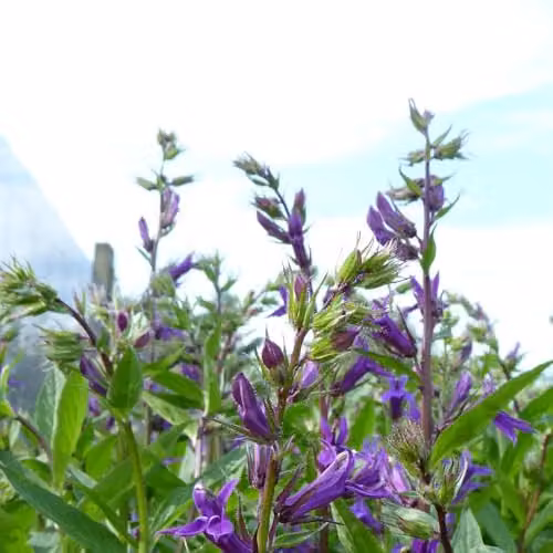 Thompson and Morgan Lobelia Vedrariensis Cardinal Flower, Deep Violet Perennial Plant, 3 x 1 Litre Pots – 1