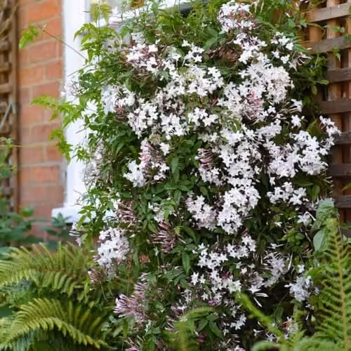 Thompson & Morgan Starry Starry Summer Night Jasmine Fragrant White Climber Potted Plant, 3 Litre – 2