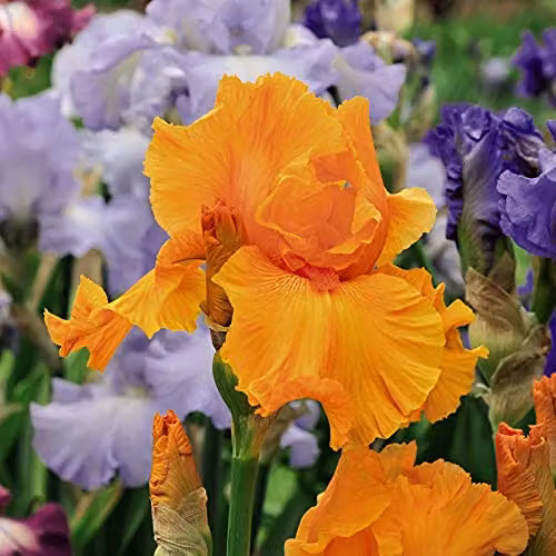 Thompson and Morgan Iris Re-Blooming Orange Harvest Hardy Perennial Flowering Garden Plant, 1x Bare Root