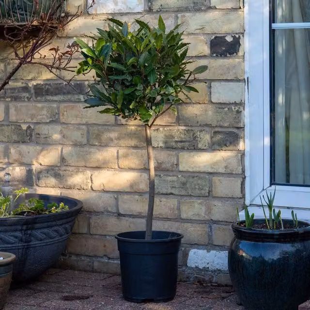 Marshalls Pair of Green Laurus Bay Trees, 100-160cm
