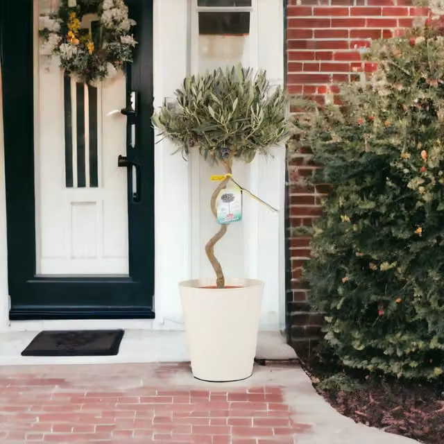 Plants by Post Spiral Olive Tree Evergreen Mediterranean Patio Plant in Grey-Green