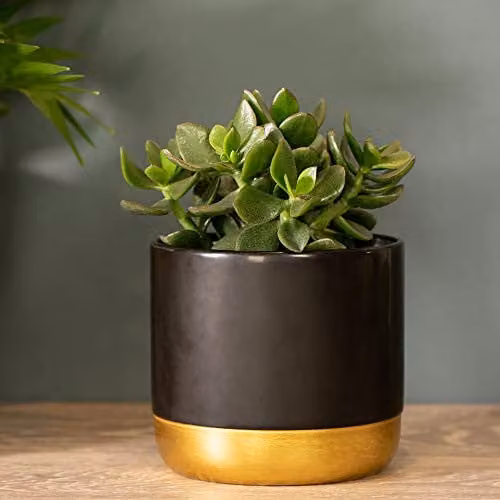 Thompson and Morgan Crassula ovata Hulk Money Tree Jade Plant Succulent Indoor House Plants, 2 x 12cm Pots – 1