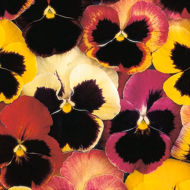 Unwins Happy Faces Pansy Multicolour Flower Seeds