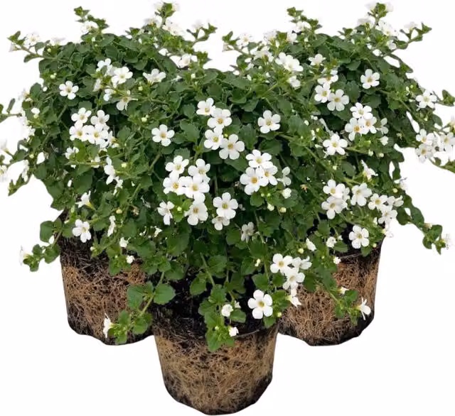 Plants By Post Bacopa Baja White Trailing Bedding Plants, 6 Pack