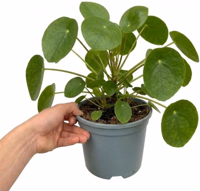 Plants by Post Pilea Peperomioides Chinese Money Plant, Green, 2L
