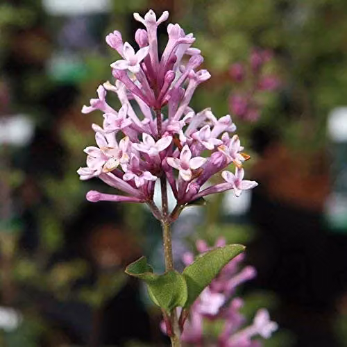 Thompson & Morgan Syringa meyeri Palibin Lilac Dwarf Standard Scented Purple Flowering Tree, 2 x 2L Potted Plants – 3