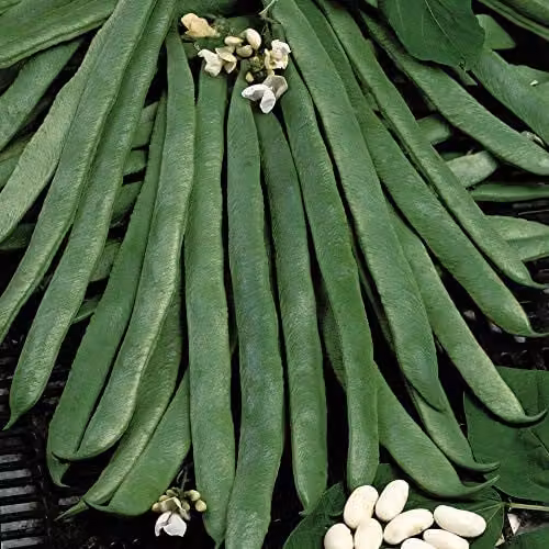 Thompson and Morgan Organic White Emergo Runner Bean Seeds, 25 Seeds