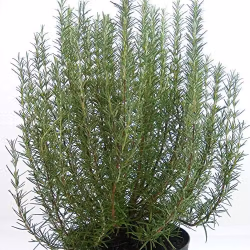 Thompson & Morgan Hardy Herb Rosemary Roman Beauty Evergreen Ornamental Shrub, 2 x 3 Litre Pots