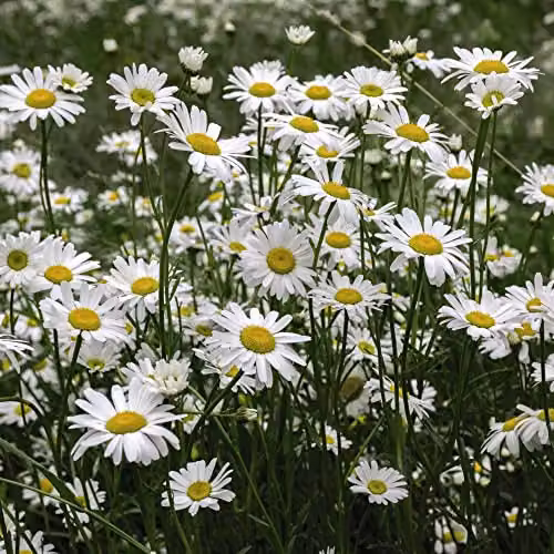 Thompson and Morgan Ox-Eye Daisy Native Wildflower Seeds, White Blooms, 600 Seeds