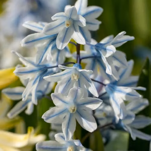 YouGarden Puschkinia libanotica Spring Flower Bulbs, 60 Bulbs, Blue, White and Multicolour – 3