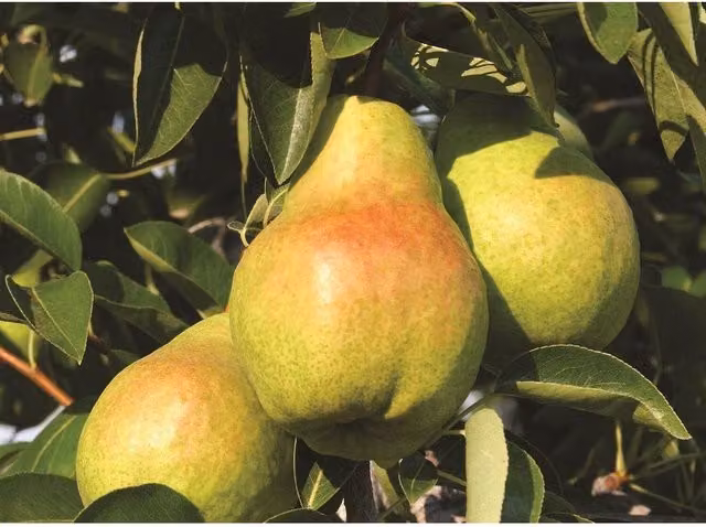 Directplants Bon Chretien Pear Fruit Tree, Yellow and Green, 12L Pot