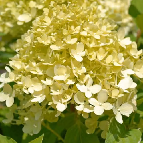 Thompson & Morgan Hydrangea paniculata Limelight Ornamental Shrub, Multicolour, 3 x 3.6 Litre Potted Plants – 3