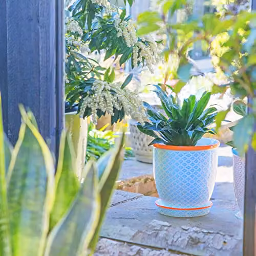 Nicola Spring Blue Ceramic Patterned Plant Pot with Saucer, Diameter: 20.5 cm – 2