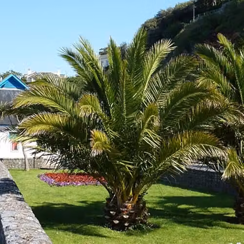 YouGarden Pair of Hardy Phoenix Palms, Canary Island Date Palms, 0.8-1m Tall in 20cm Pots